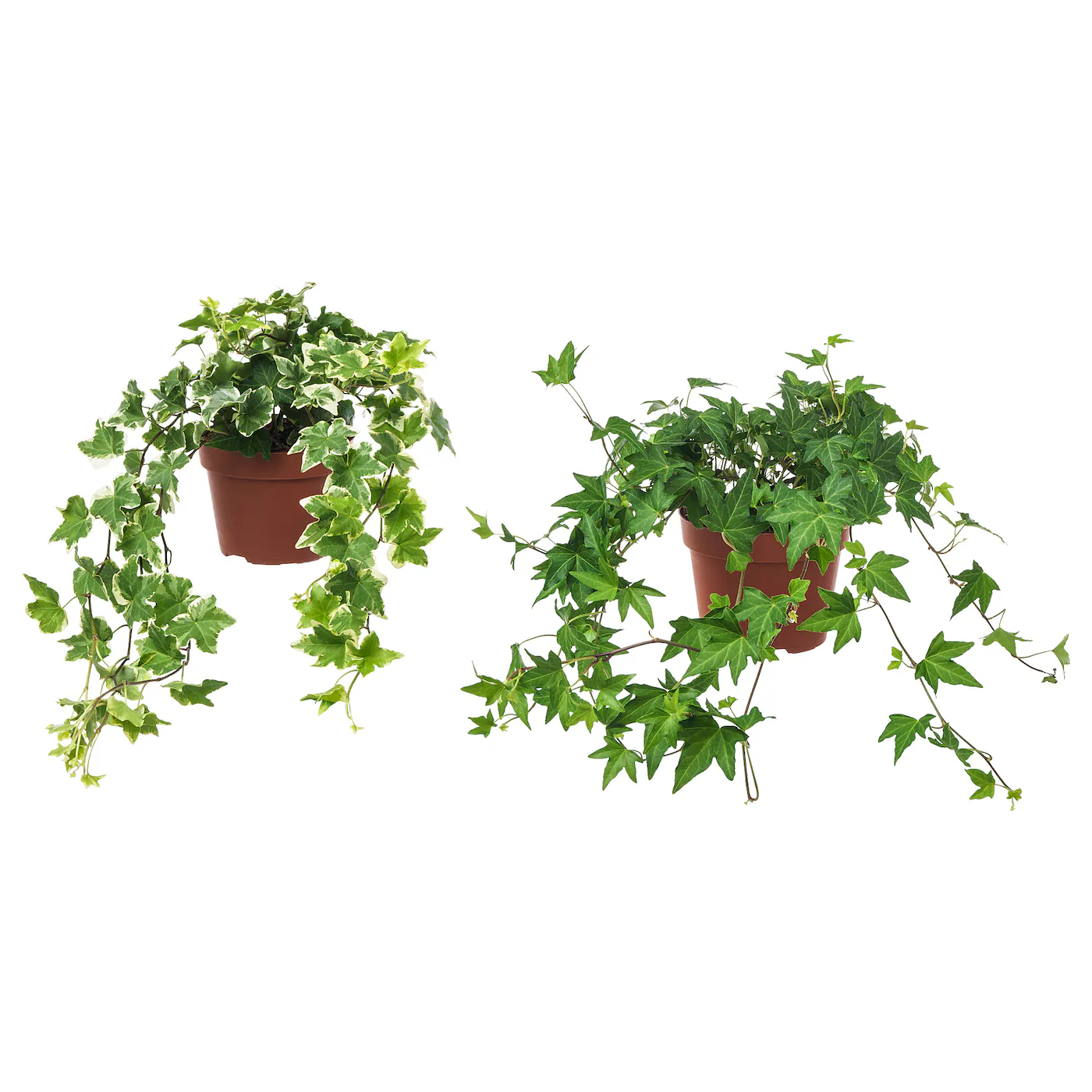 HEDERA HELIX Zasađena biljka, bršljan, 13 cm