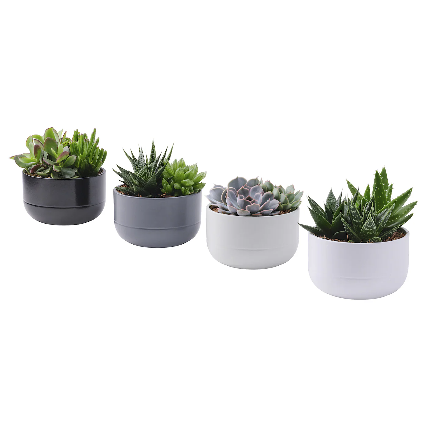 SUCCULENT Zasađena biljka, Sukulent raznobojno, 14 cm