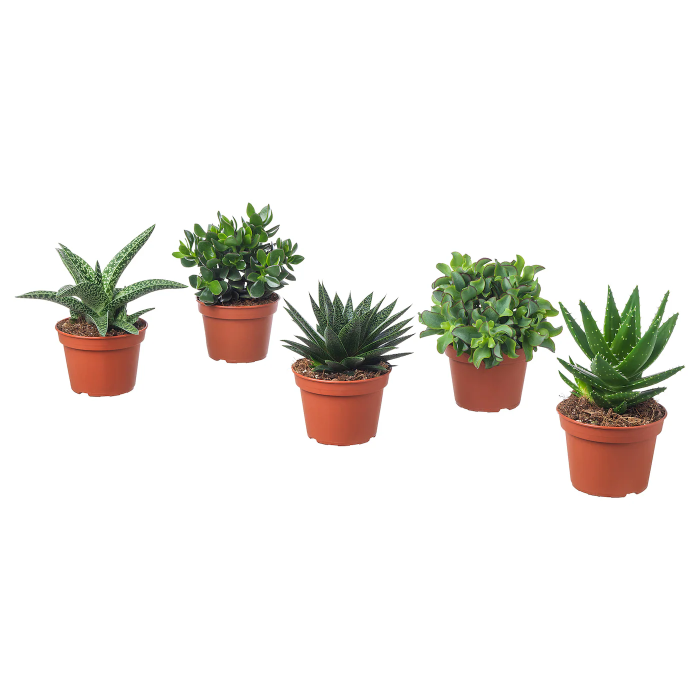 SUCCULENT Zasađena biljka, raznovrsno, 15 cm