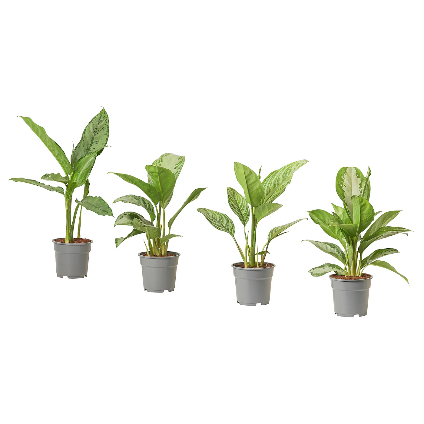 AGLAONEMA Zasađena biljka, 17 cm