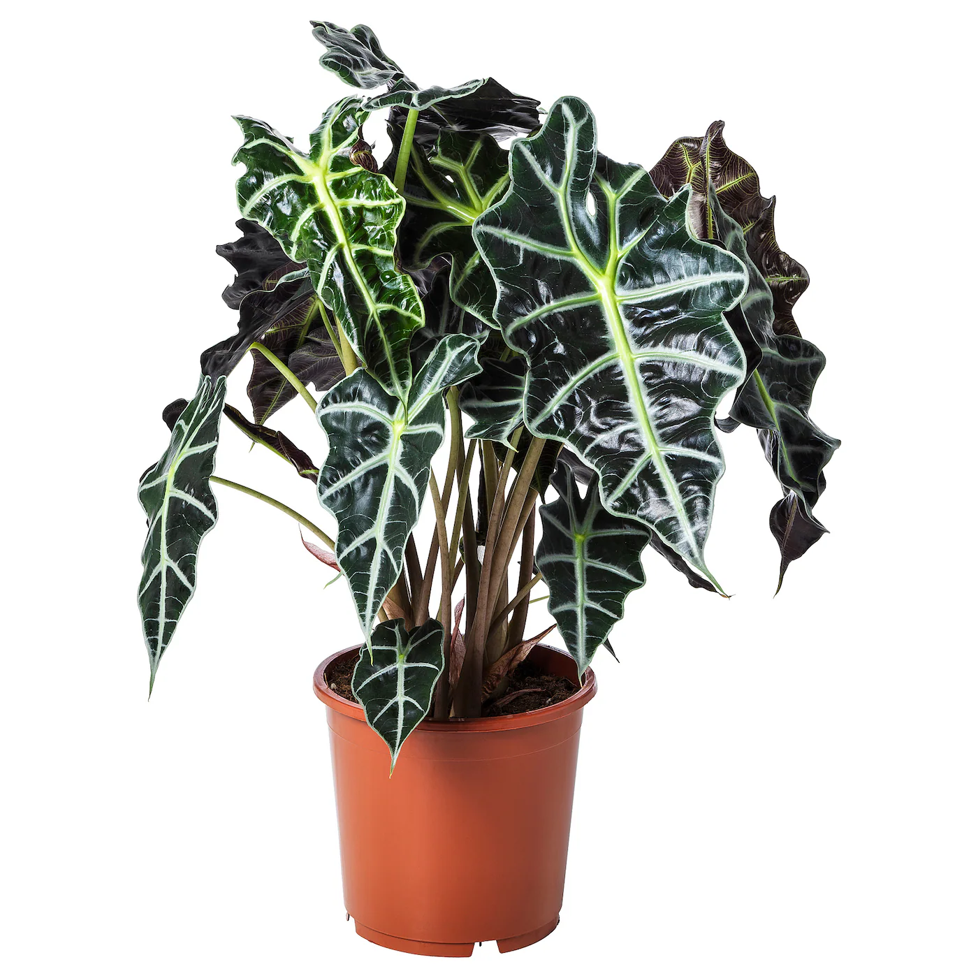 ALOCASIA AMAZONICA Zasađena biljka, slonovo uvo, 17 cm
