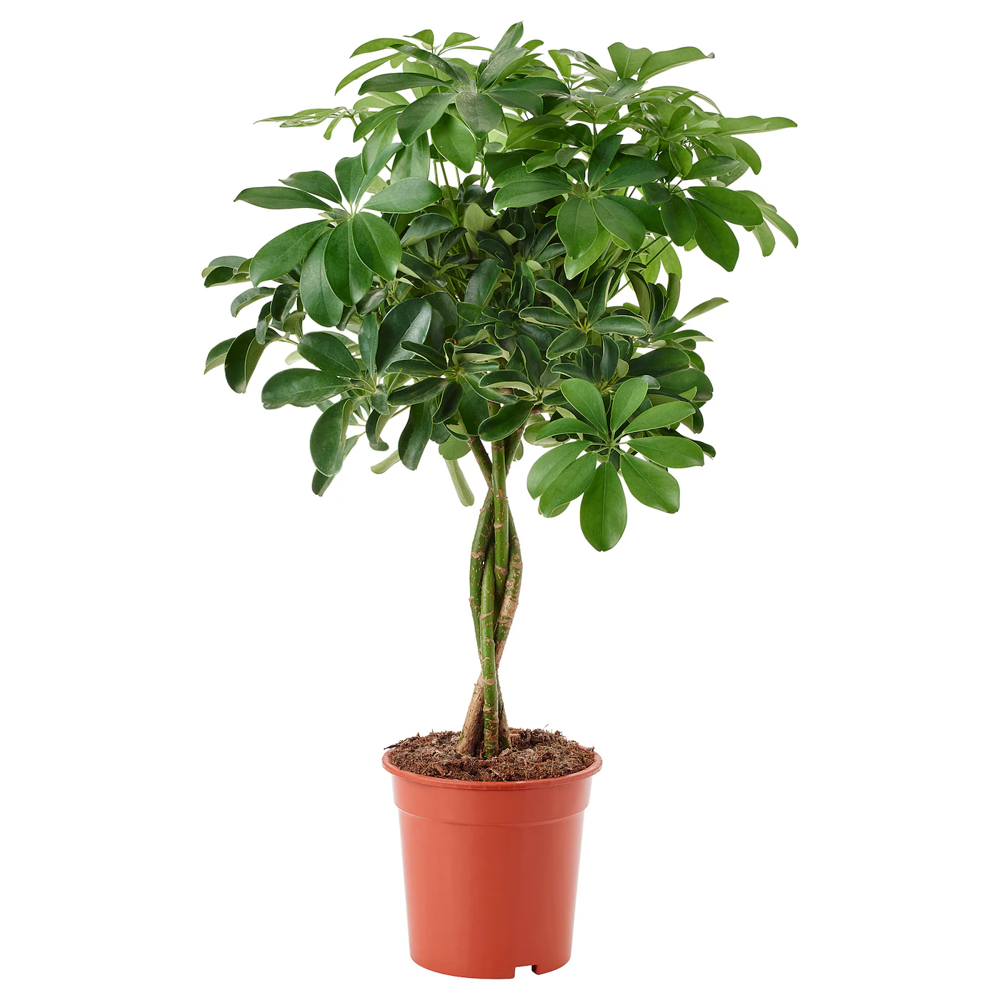 SCHEFFLERA ARBORICOLA Zasađena biljka, šeflera/uvijena stabljika, 19 cm
