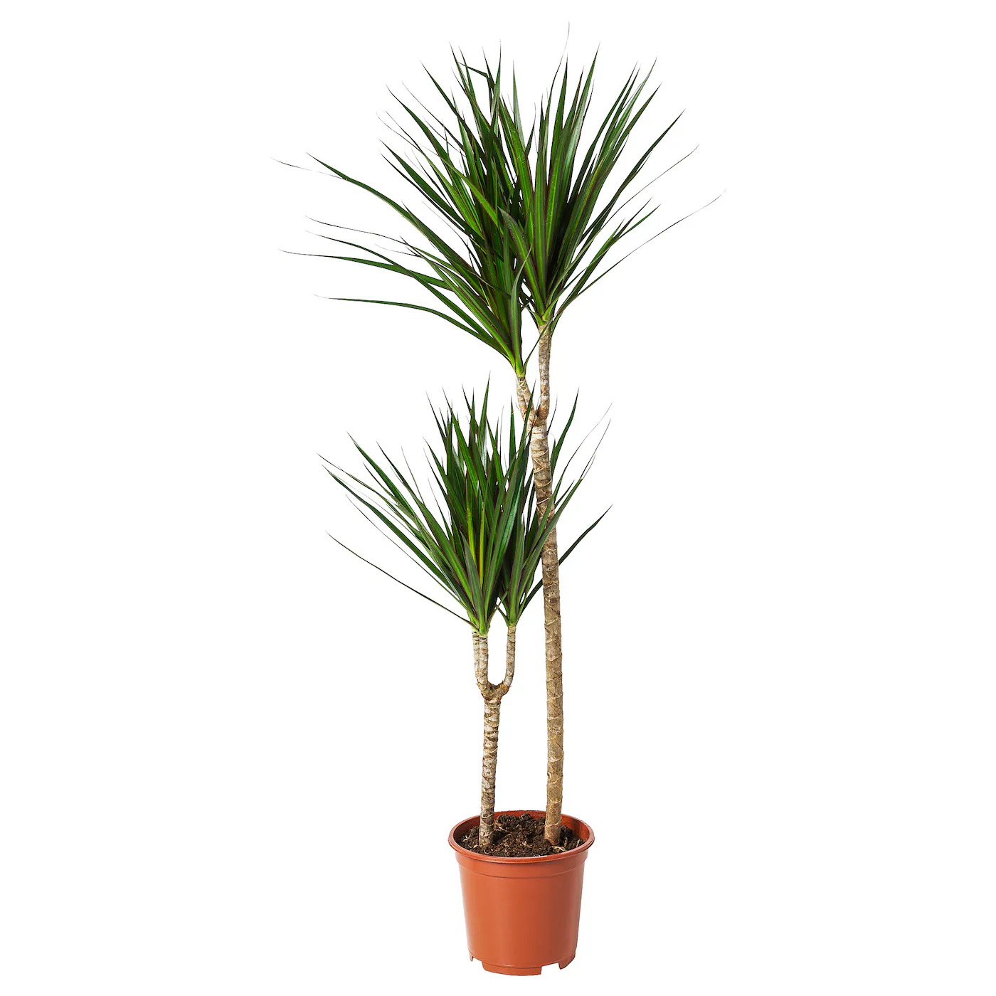 DRACAENA MARGINATA Zasađena biljka, zmajevo drvo/2 stabljike, 19 cm