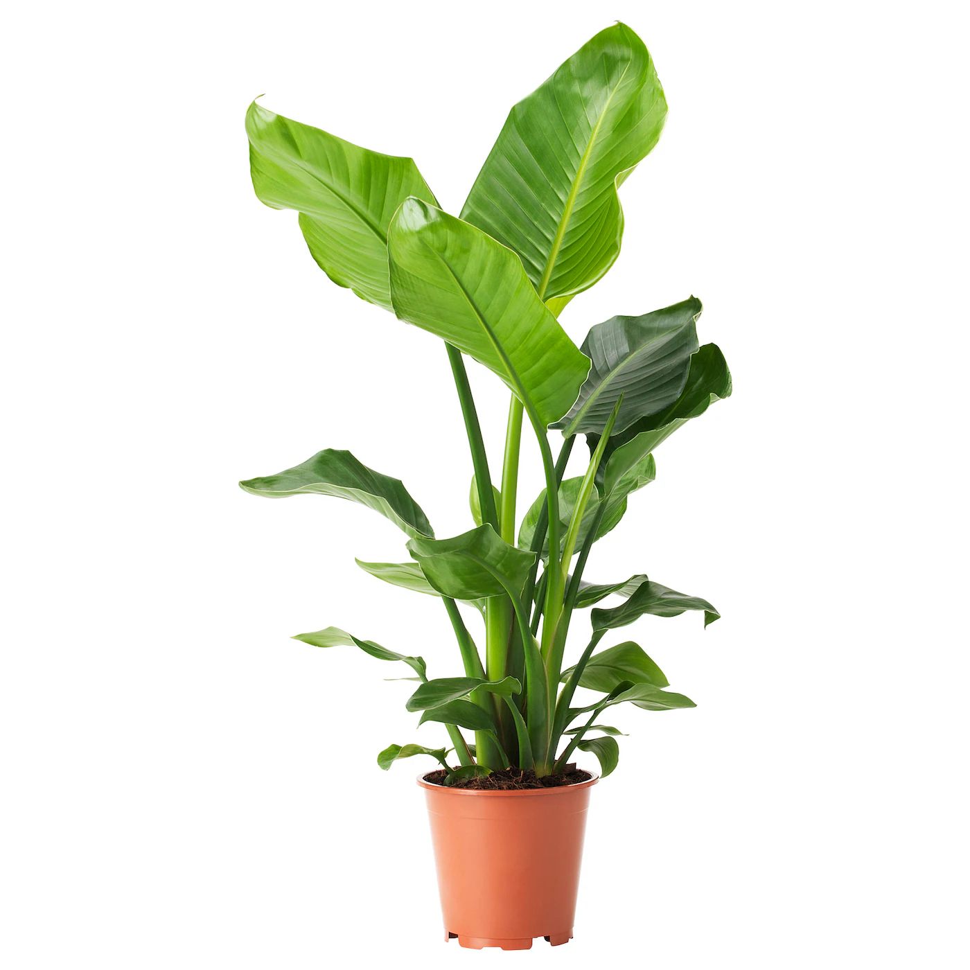 STRELITZIA Zasađena biljka, rajska ptica, 19 cm