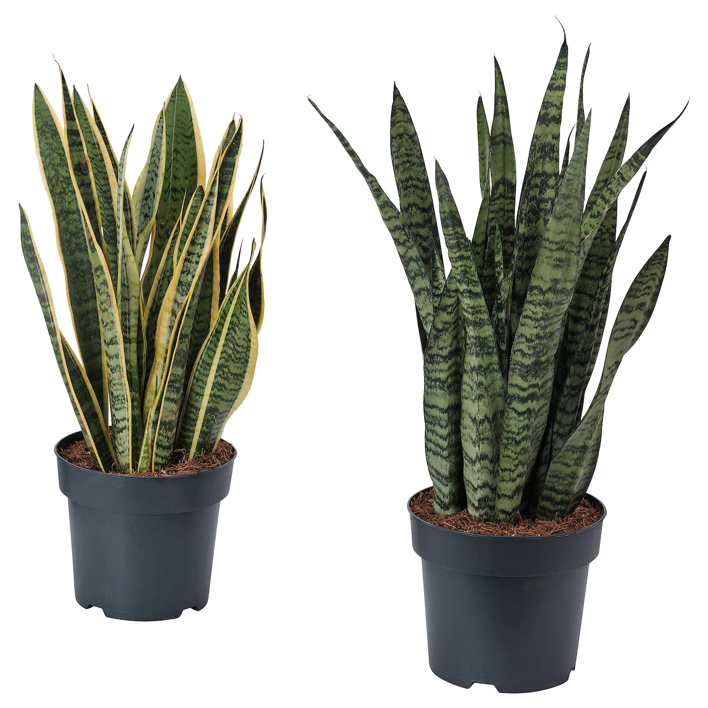 SANSEVIERIA Zasađena biljka, raznovrsno, 21 cm
