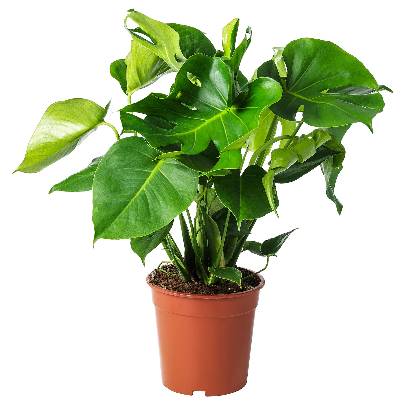 MONSTERA Zasađena biljka, paprat očajnica, 21 cm