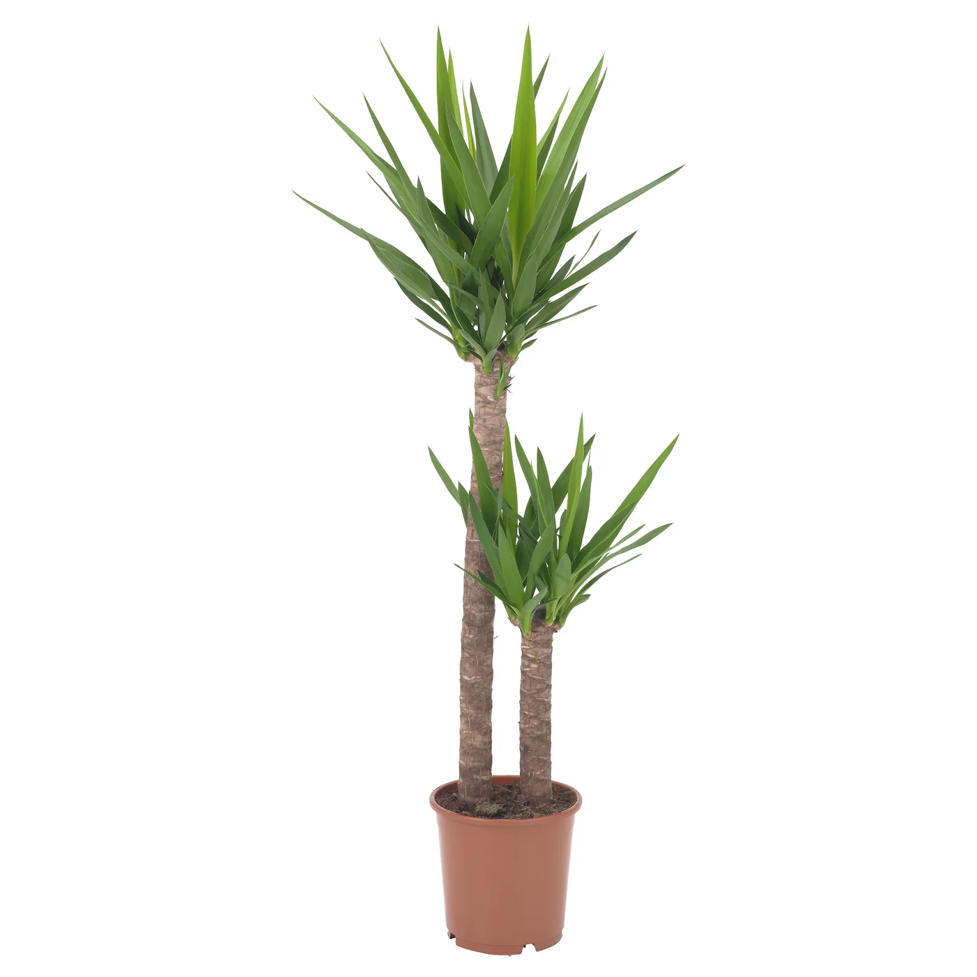 YUCCA ELEPHANTIPES Zasađena biljka, juka/2 stabljike, 24 cm