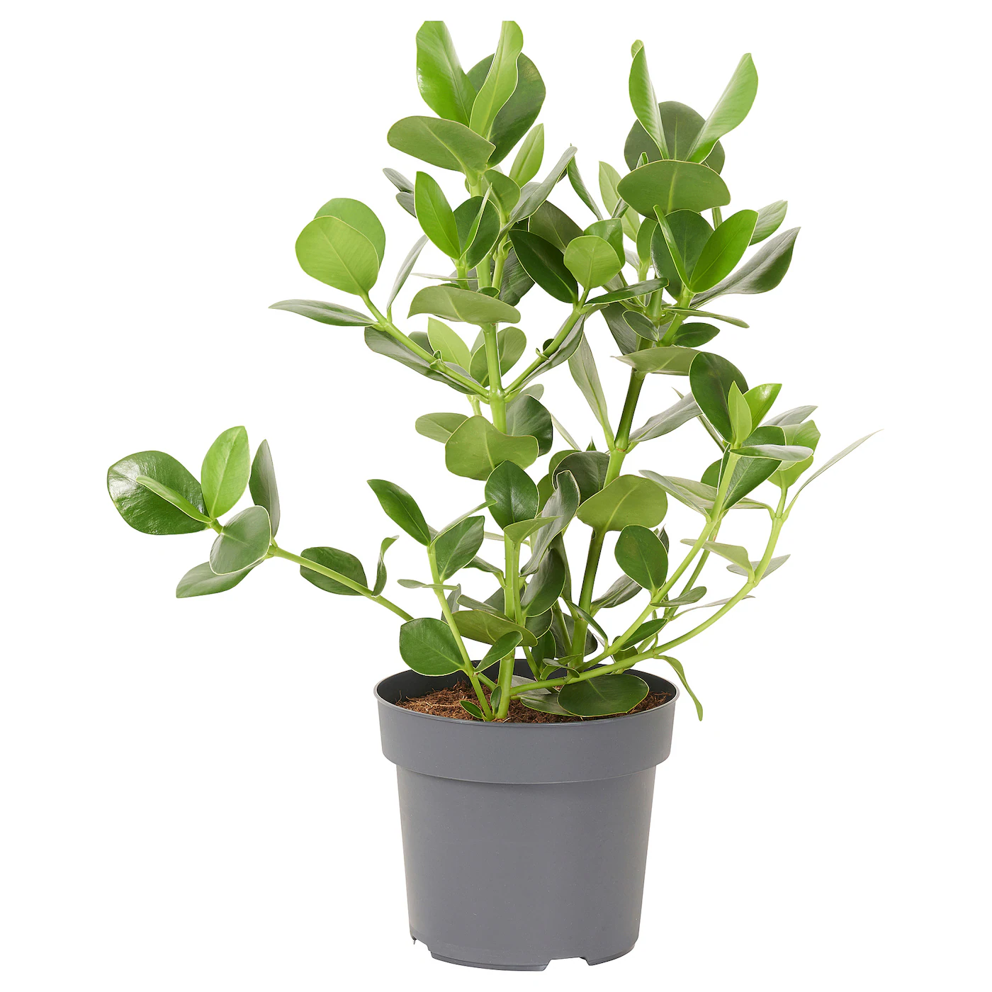 CLUSIA Zasađena biljka, Kluzija, 24 cm