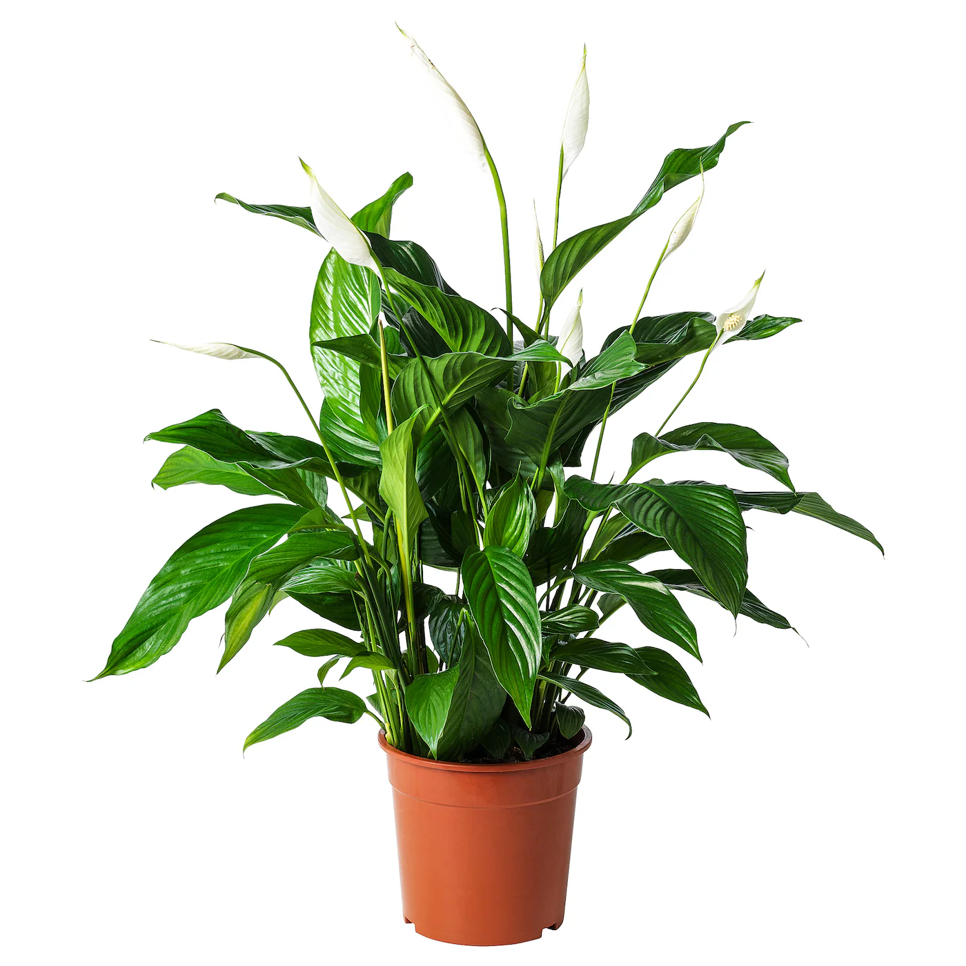 SPATHIPHYLLUM Zasađena biljka, spatifil, 24 cm