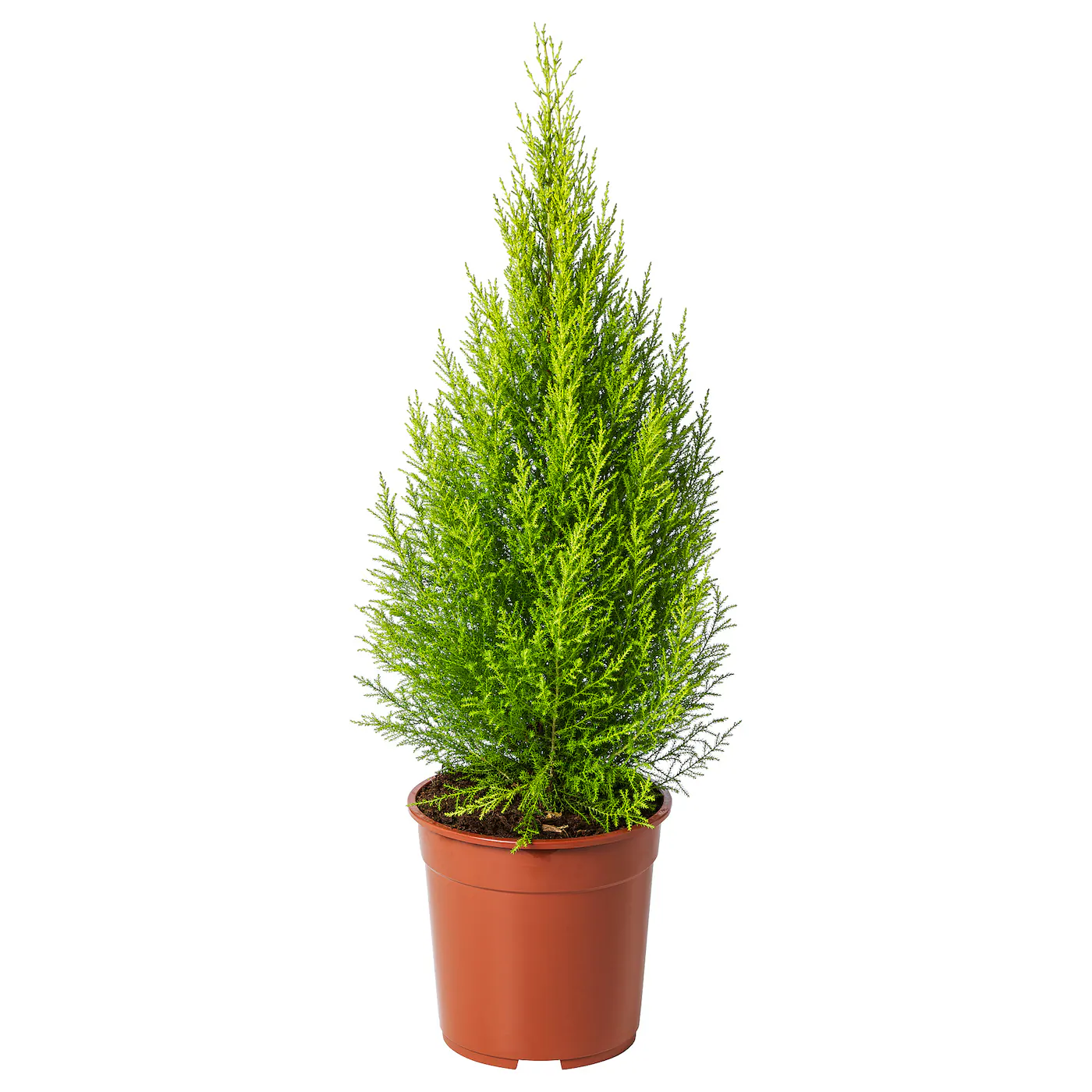 CUPRESSUS MACROCARPA Zasađena biljka, čempres, 24 cm