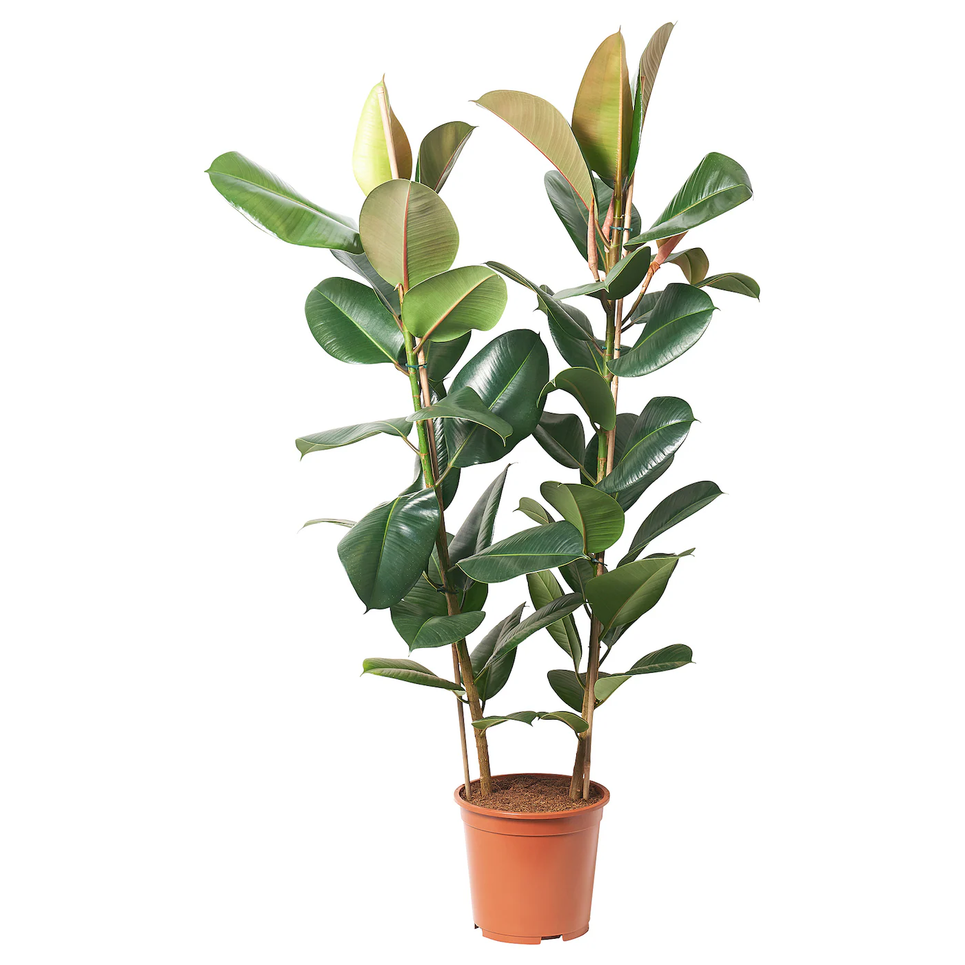 FICUS ELASTICA ROBUSTA Zasađena biljka, fikus, 27 cm