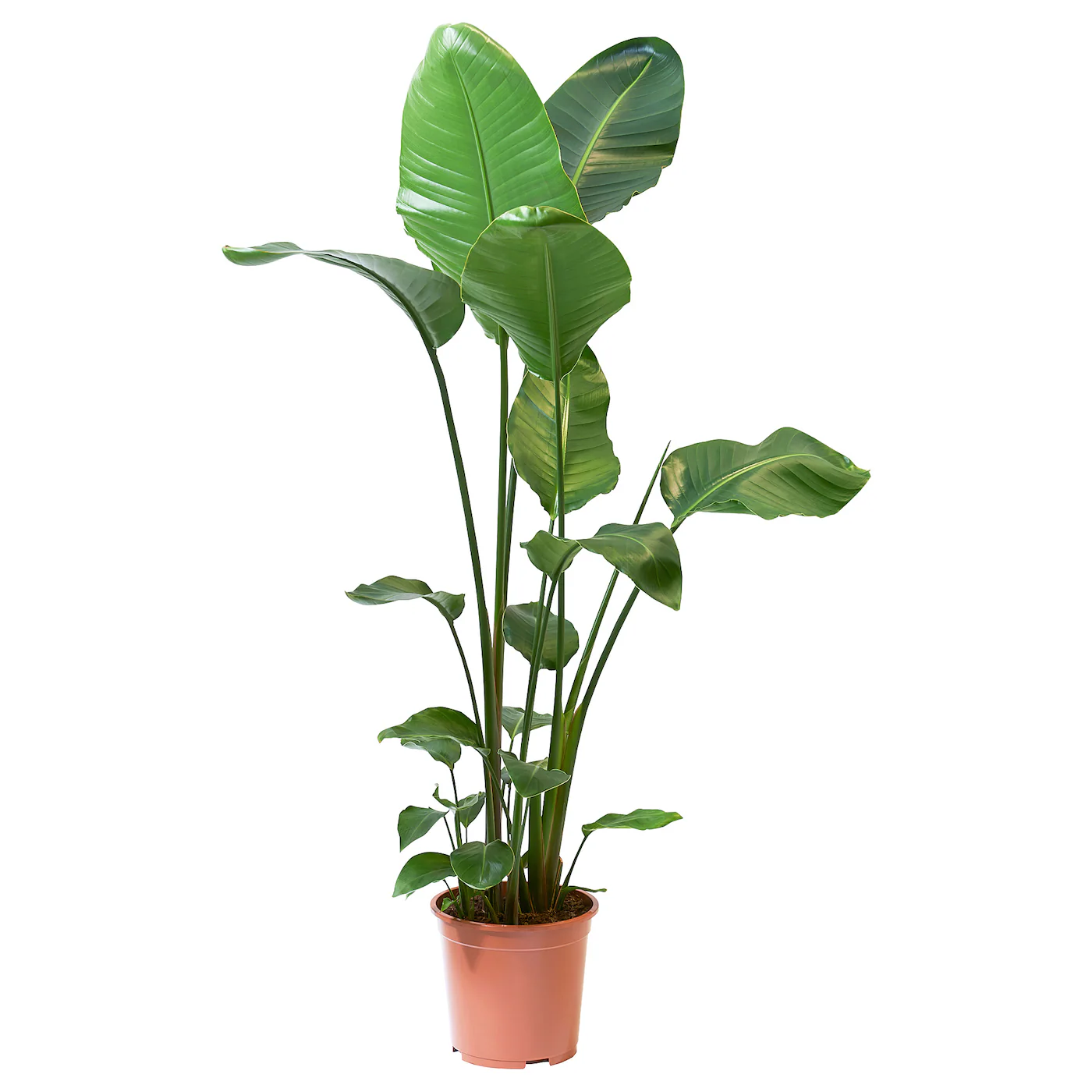 STRELITZIA Zasađena biljka, rajska ptica, 27 cm