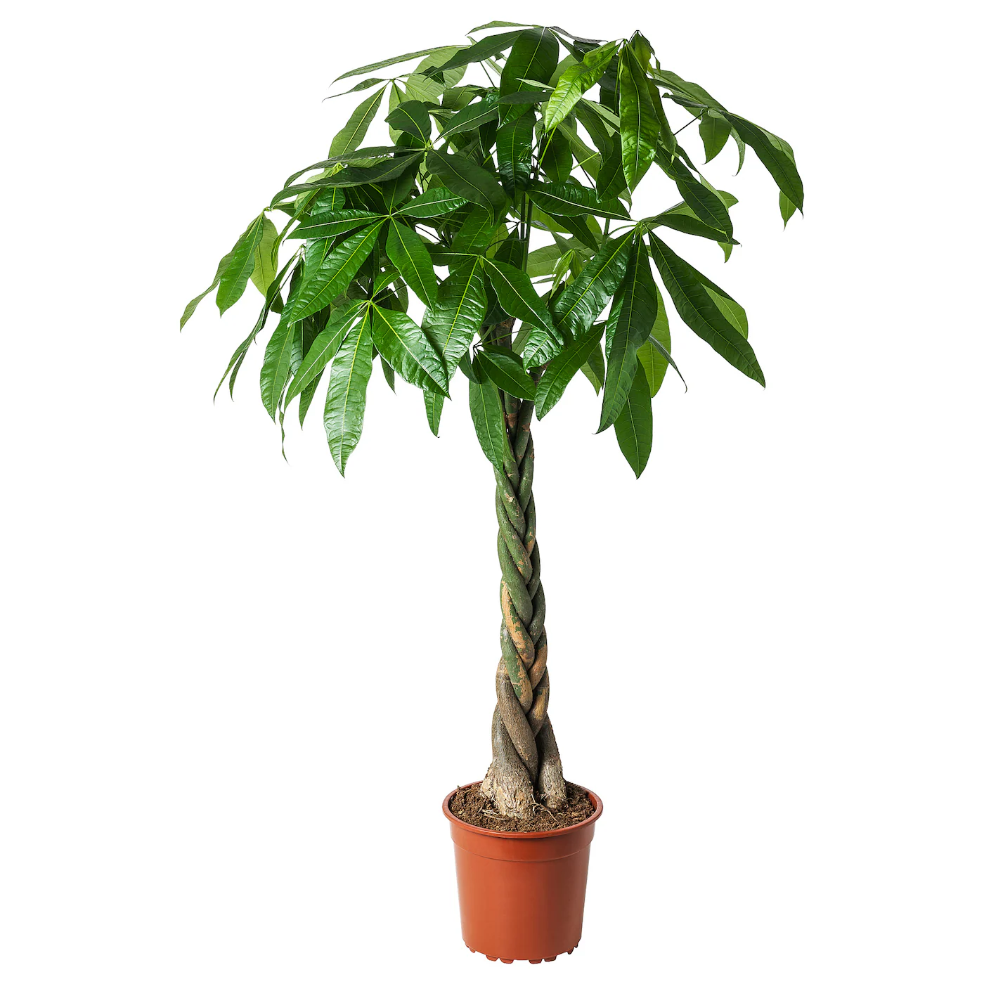 PACHIRA AQUATICA Zasađena biljka, vodeni kesten, 27 cm
