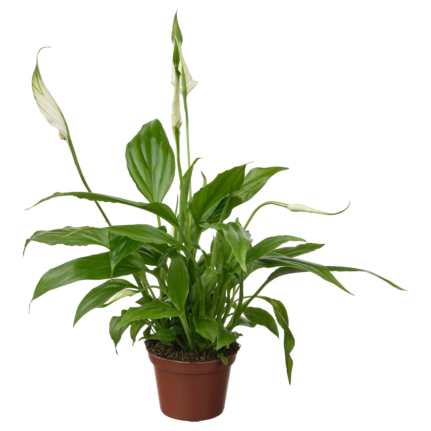 SPATHIPHYLLUM Zasađena biljka, spatifil, 6 cm