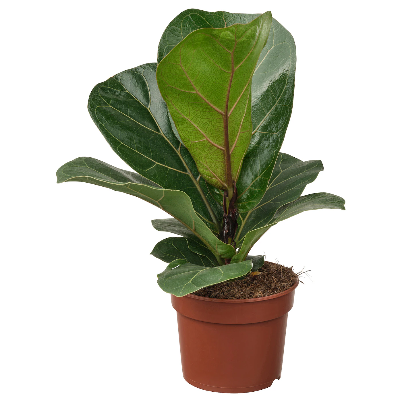 FICUS LYRATA BAMBINO Zasađena biljka, fikus lirata, 9 cm