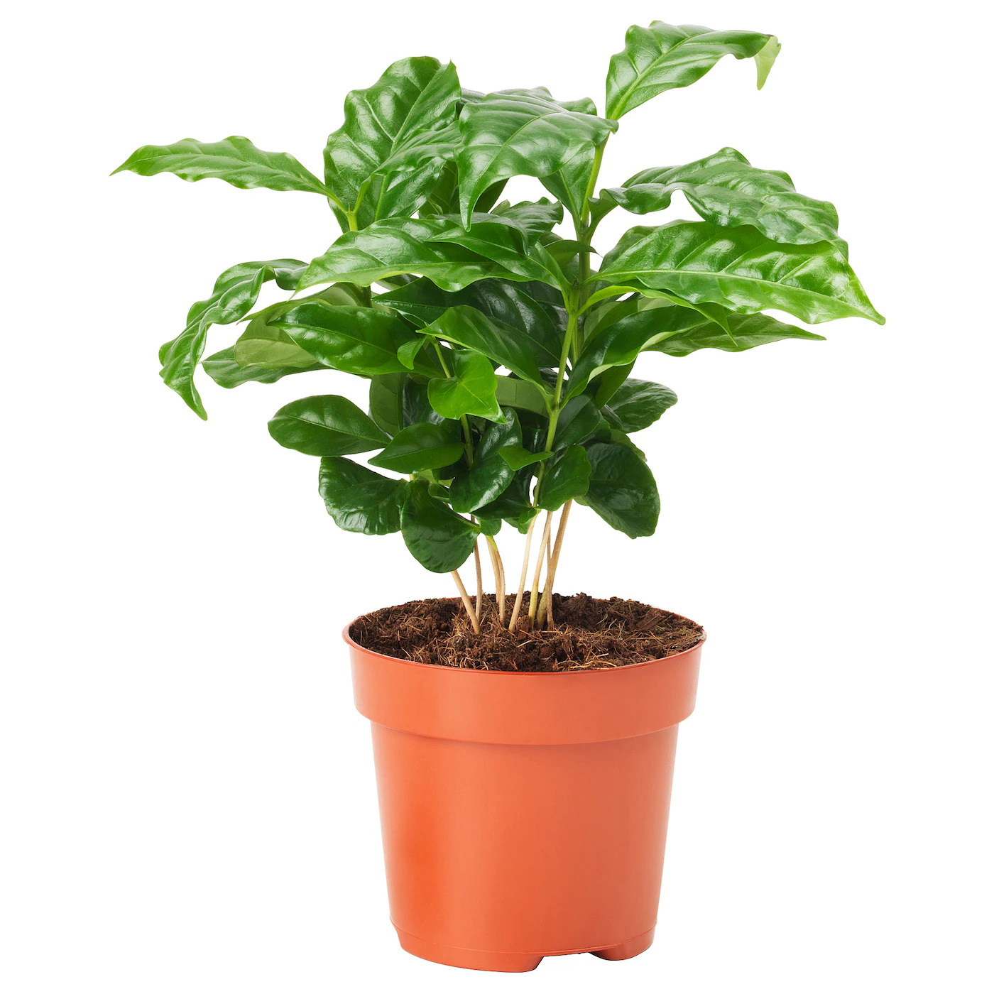 COFFEA ARABICA Zasađena biljka, kafa, 9 cm