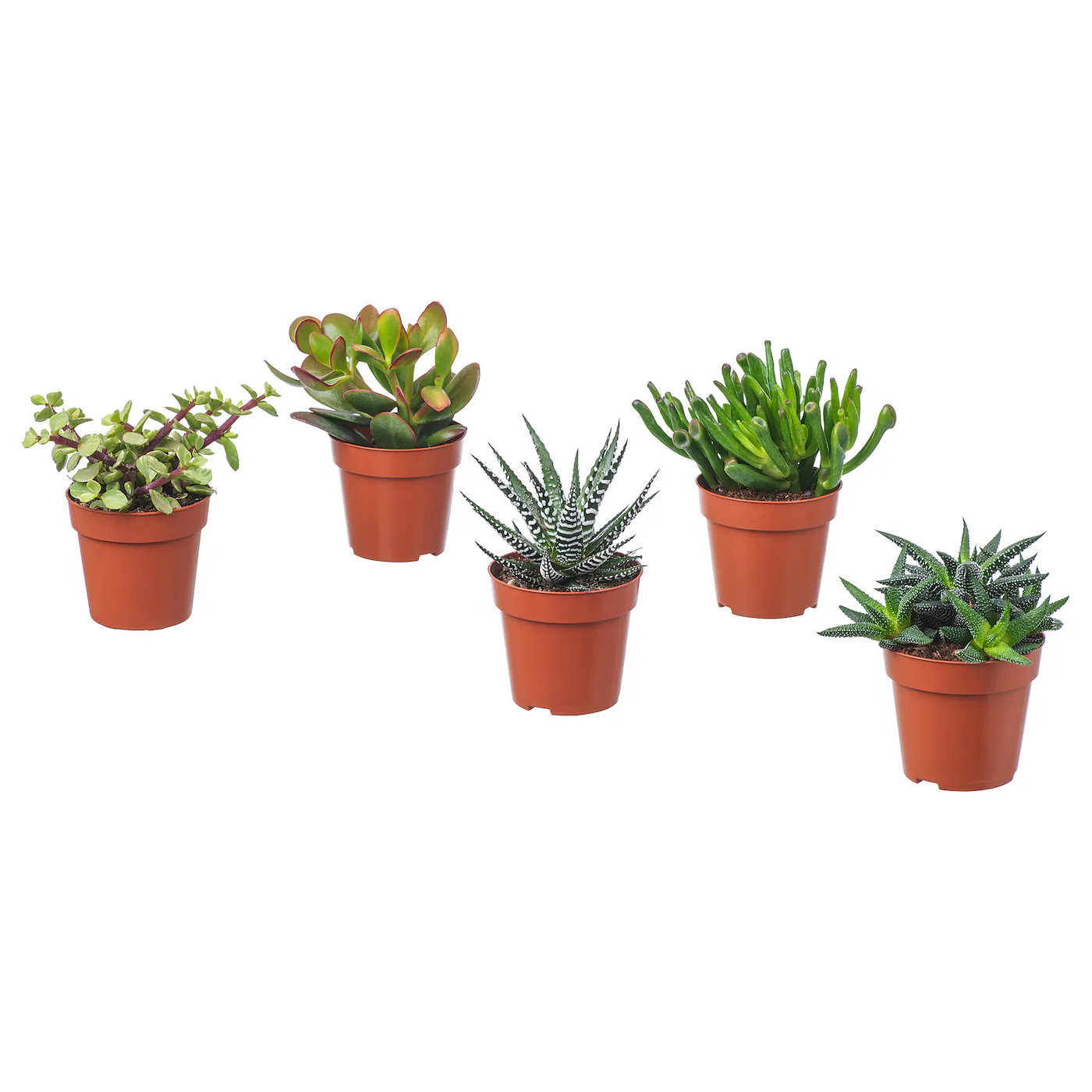 SUCCULENT Zasađena biljka, raznovrsno/Sukulent, 9 cm