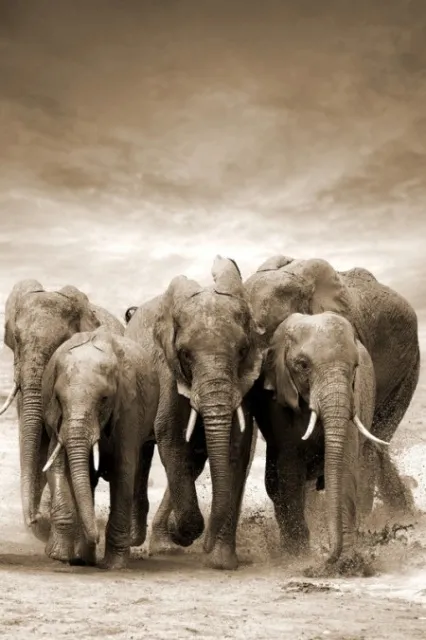 Dekordom slika 80x120 toir21117 - elephants ( 022407 )