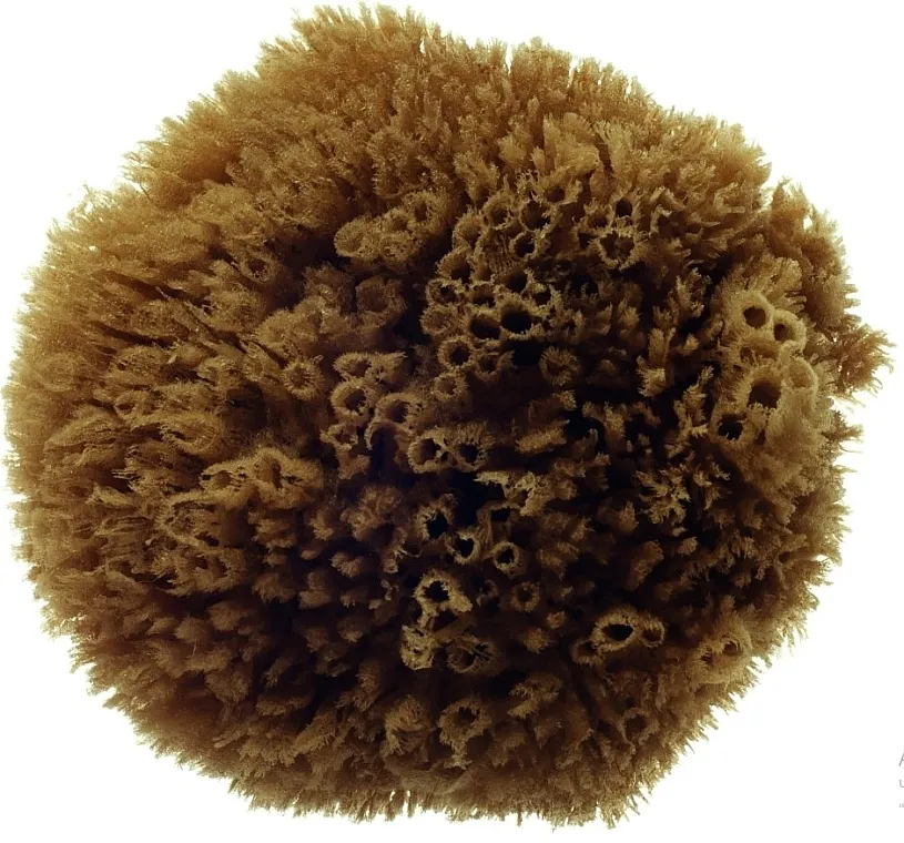 Hydrea London Honeycomb Mediterranean Sponge 4,5-5 Prirodna morska sunđer