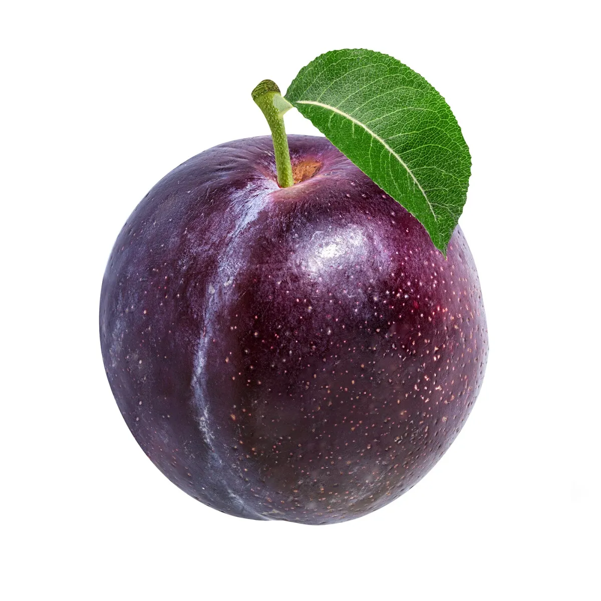 Sljiva okrugla
