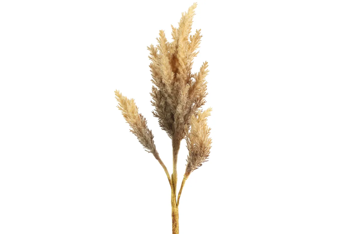 Dekor. biljka Astilbe braon cvet svetlo braon drška Countryfield