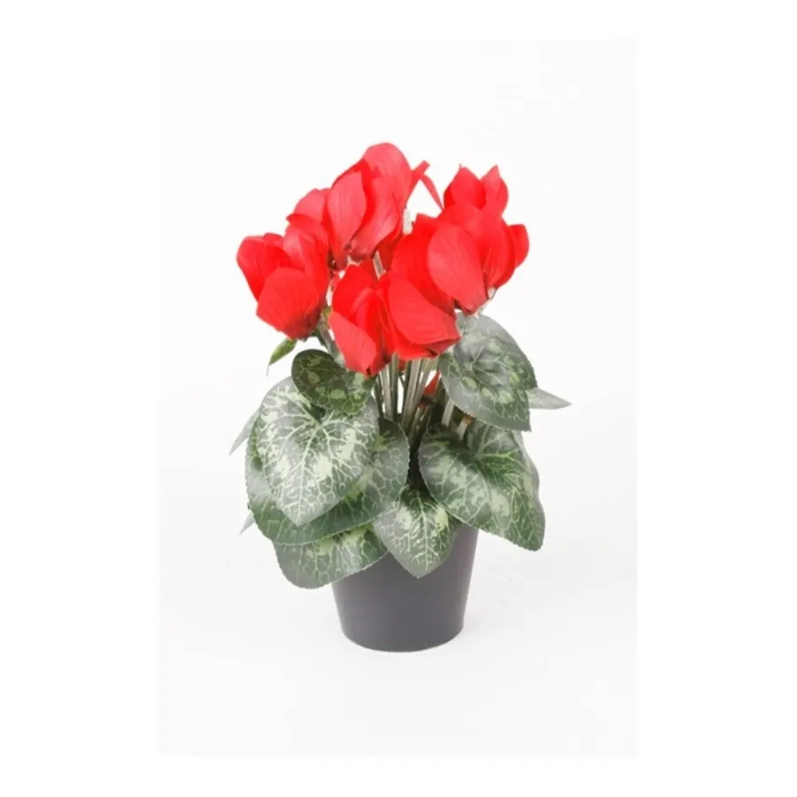 Dekor. cvet-ciklama 25cm crvena u saksiji Emerald