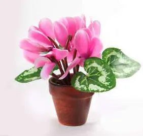 Dekor. cvijet u saksiji - ciklama 17cm pvc sort I love flowers