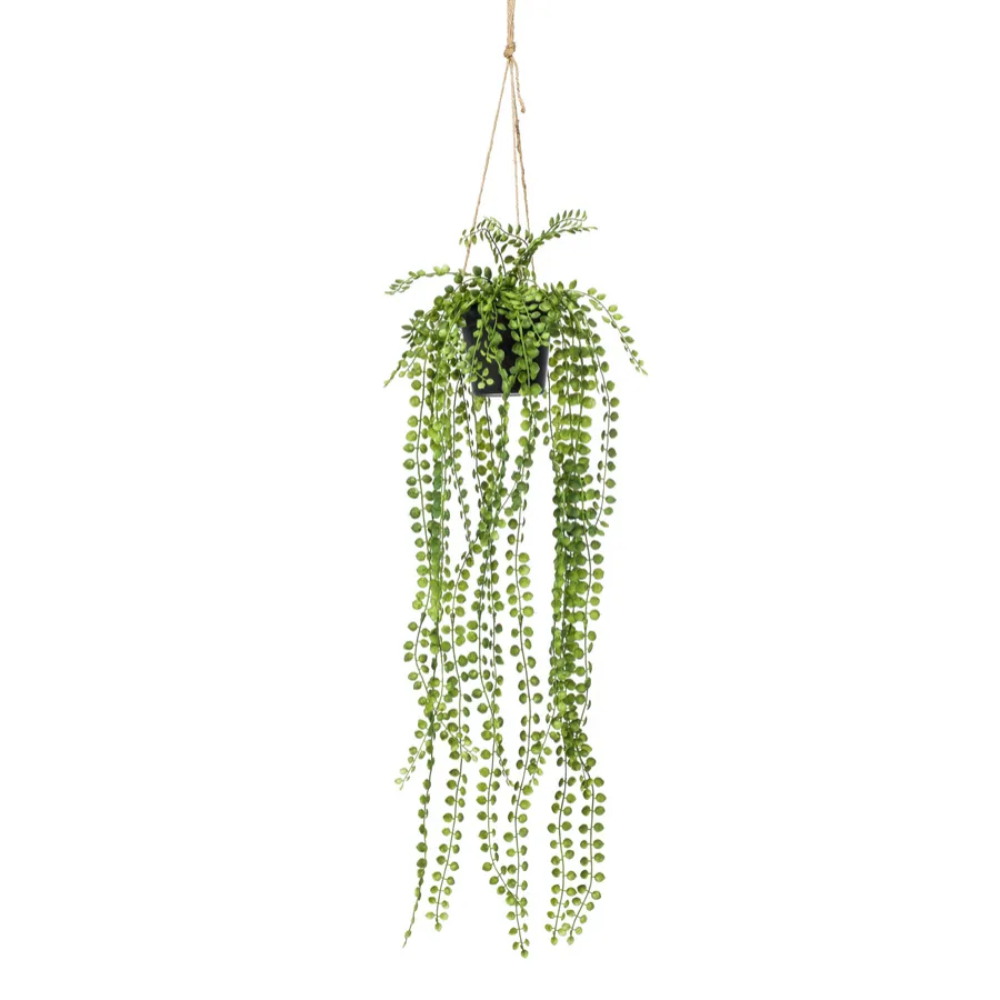 Dekorativna biljka fikus 60cm u saksiji Emerald