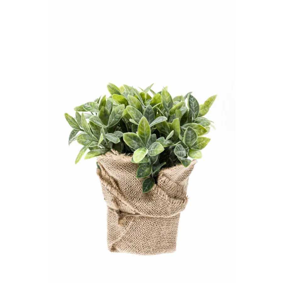 Dekorativna biljka nana 19cm u posudi od jute Emerald
