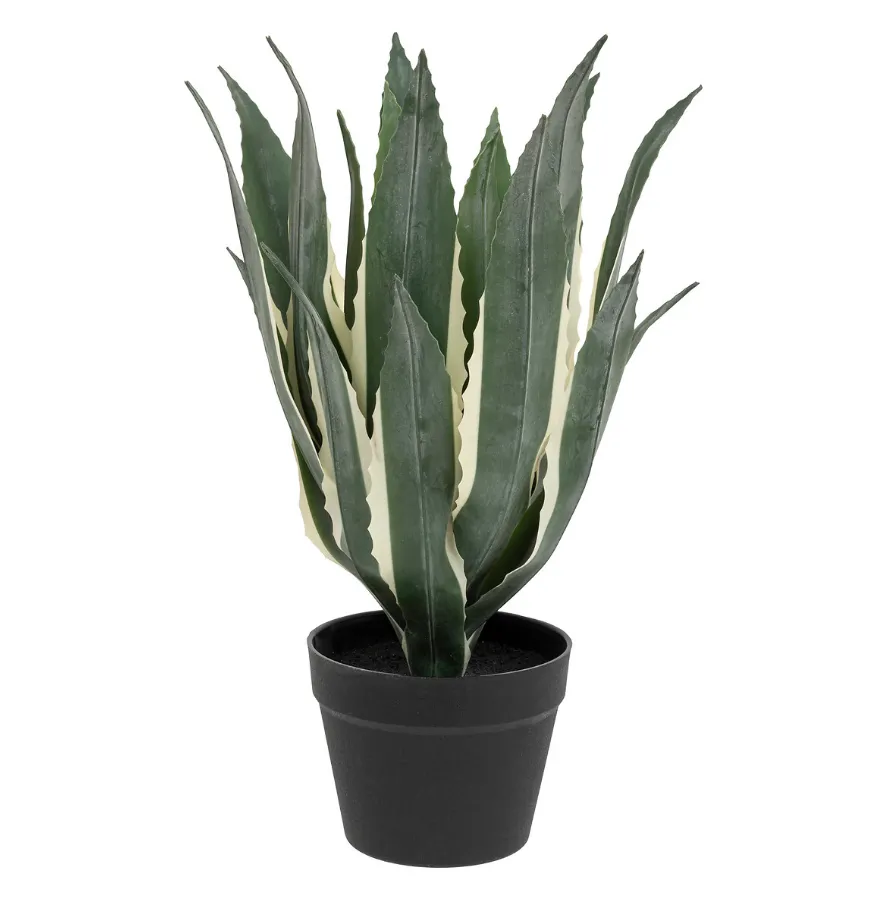 Dekorativni biljka - Agava 55cm u saksiji Atmosphera