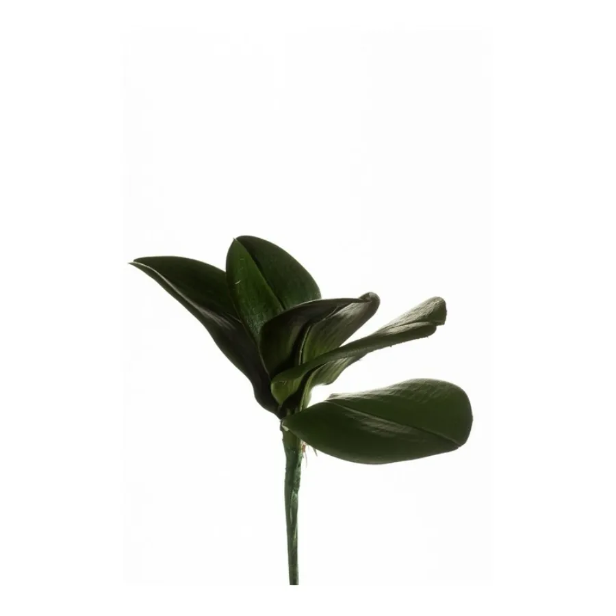 Dekorativni listovi orhideje 25cm 5 grana zeleni Emerald