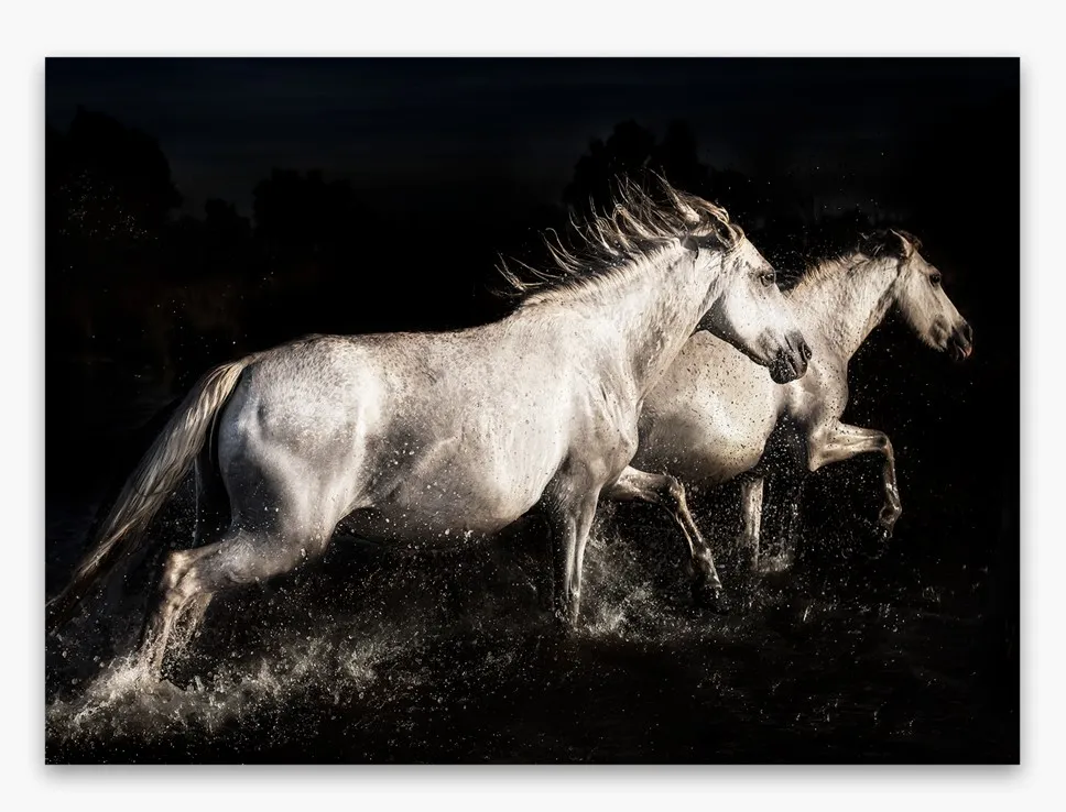 Print slika Glasspik Metallic 80x120cm GM028 Elegant Horses Styler