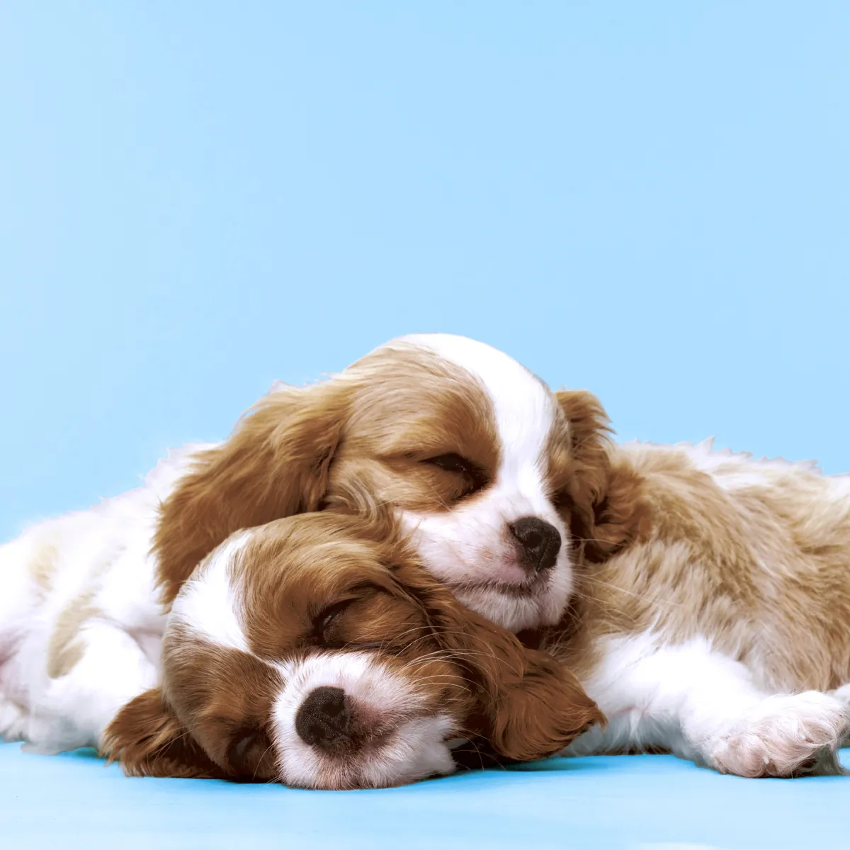 Salvete Puppy Love 33x33cm troslojne 20/1 PaperDesign