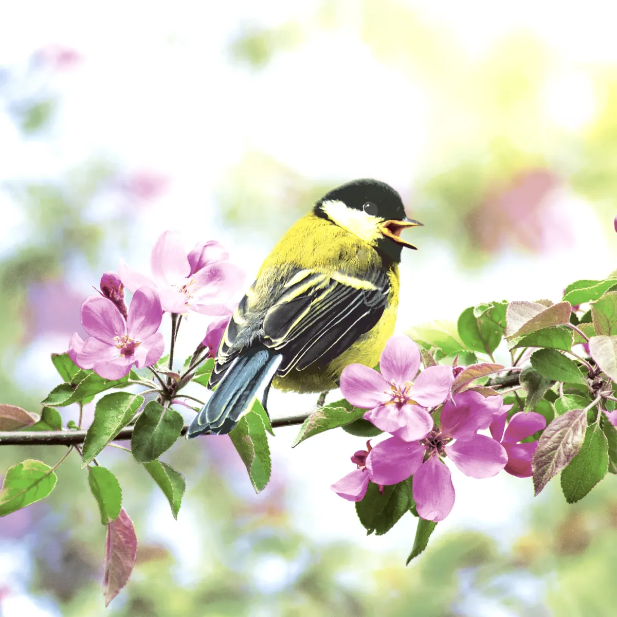 Salvete Spring bird 33x33cm troslojne 20/1 PaperDesign