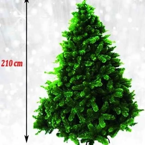 Ekstra gusta novogodišnja jelka Norway Spruce 210 cm