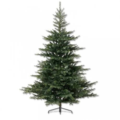 Novogodišnja jelka Grandis fir Everlands 150cm
