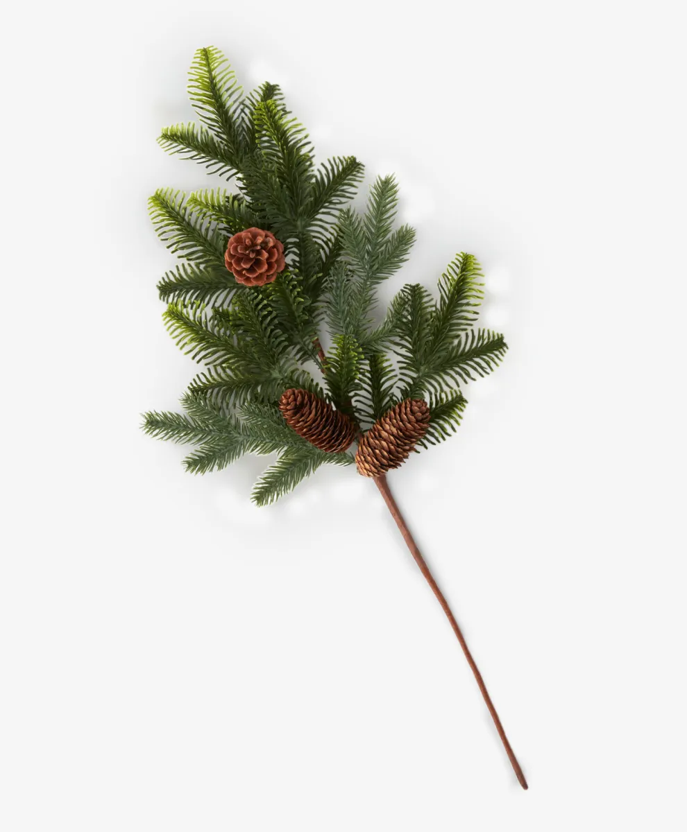 Grana jelke sa šišarkama