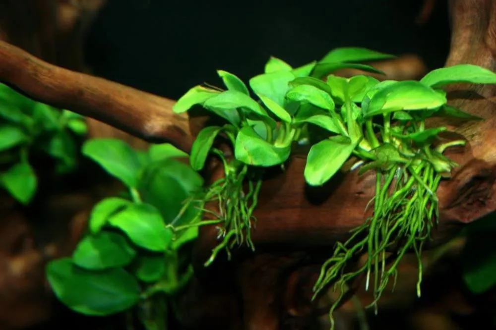 AKVARIJUMSKA BILJKA MIX L