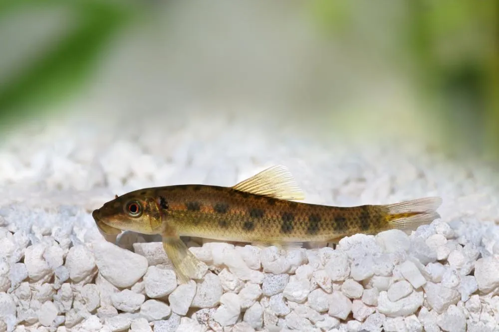 AMONIER ZLATNI (GYRINOCHEILUS AYMONIERI)