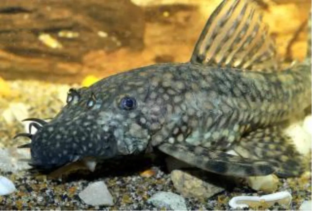 ANCISTRUS (HYPOSTOMUS CIRRHOSUS)