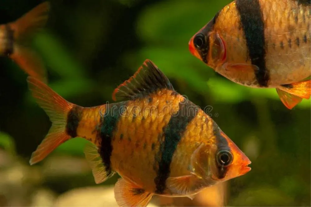 BARBUS GLOW (PUNTIUS TETRAZONE)