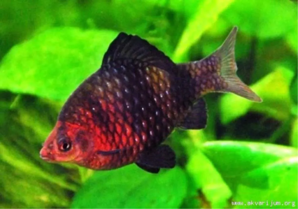 BARBUS NIGROFASCIATUS