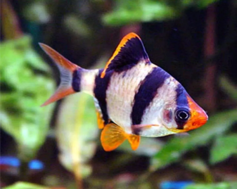 BARBUS TETRAZONA (PUNTIUS TETRAZONA)