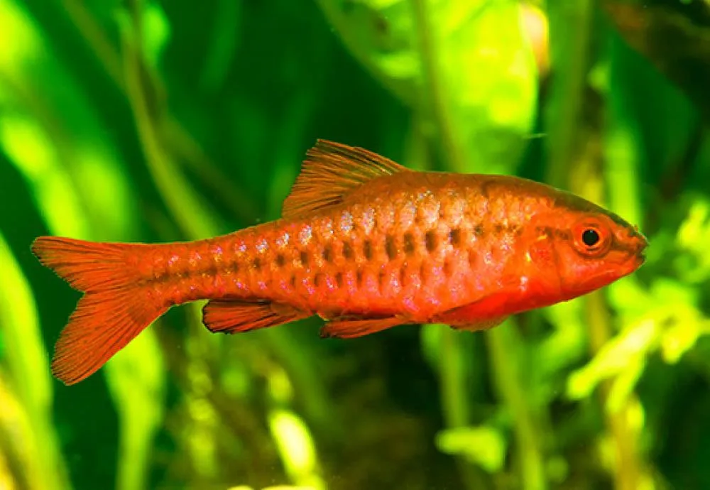 BARBUS TITEA (BARBUS TITTEYA)