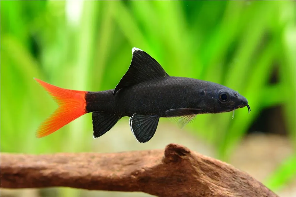 BIKOLOR LABEO (EPALZEORHYNCHOS BICOLOR)