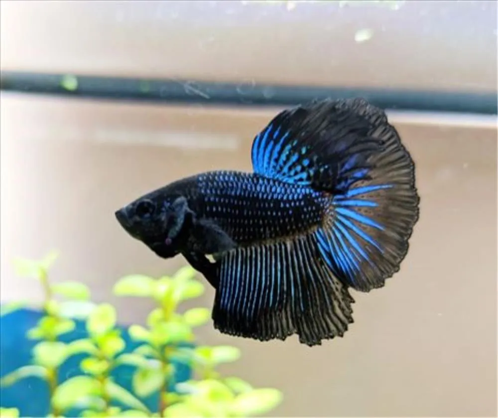 BORAC SUPER DELTA TAIL (BETTA SPLENDENS)