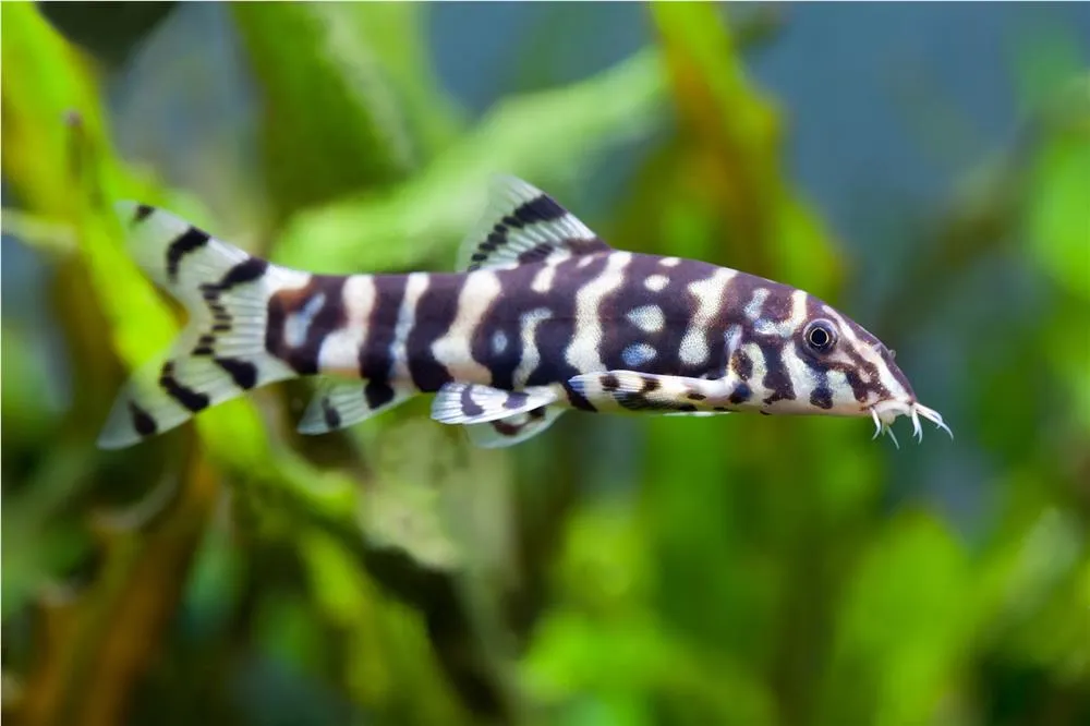 BOTIA LOHACATA (BOTIA LOHACHATA)