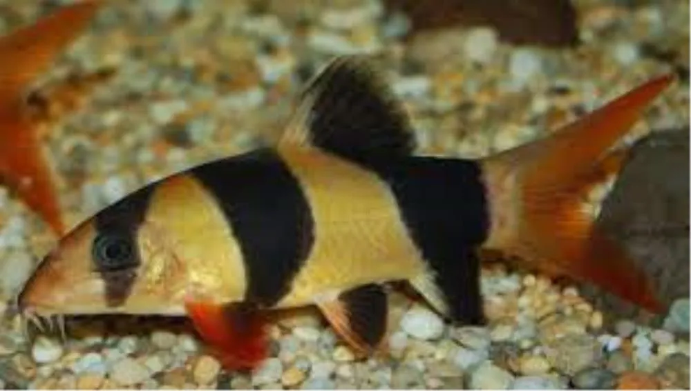 BOTIA MACRACANTA (CHROMOBOTIA MACRACANTHA)