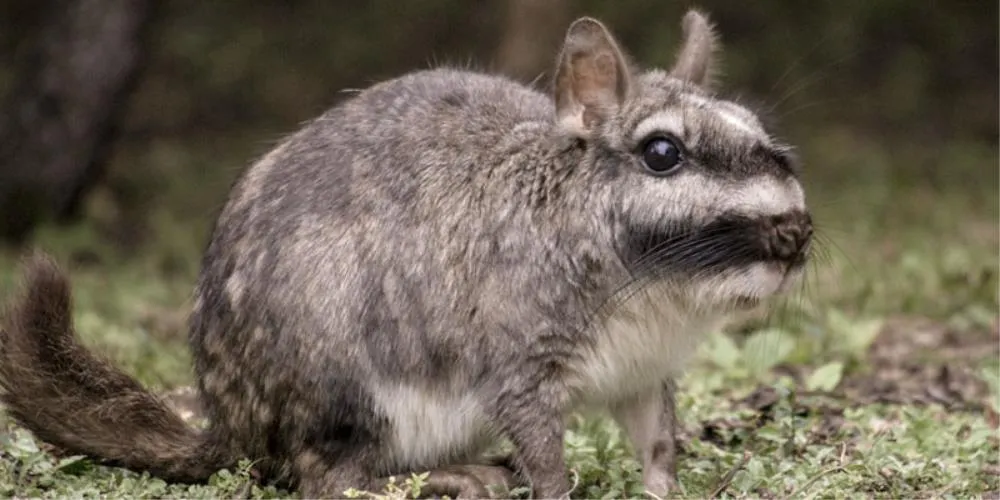 CINCILA (CHINCHILLIDAE)