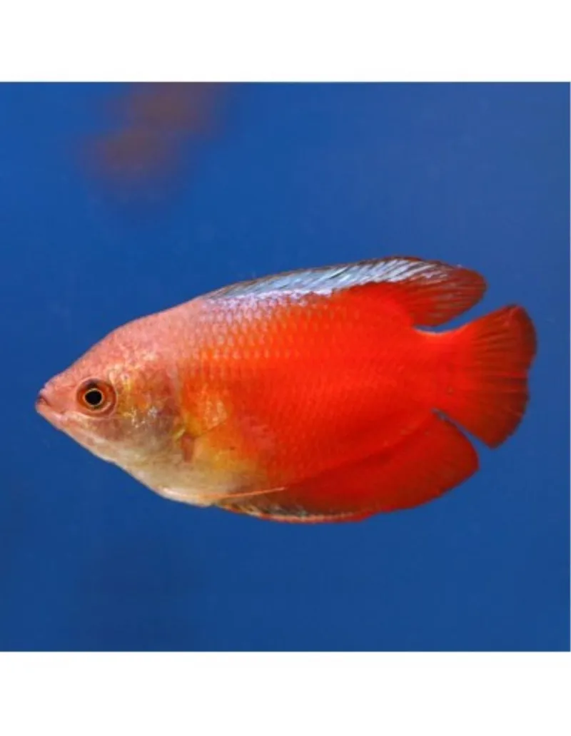 COLISA BLOOD KOLISA (COLISA LALIA)
